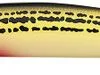 Daiwa Salt Pro Minnow - 5-1/8in Floating - SOS Yellow -Saltwater Rods & Poles Sales daiwa dspm13f82 salt pro minnow 47630.1651247750.386.513