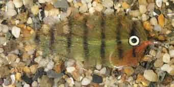 Enrico Puglisi Mangrove Baitfish Oscar Saltwater Fly 3 Enrico Puglisi Mangrove Baitfish Oscar Saltwater Fly